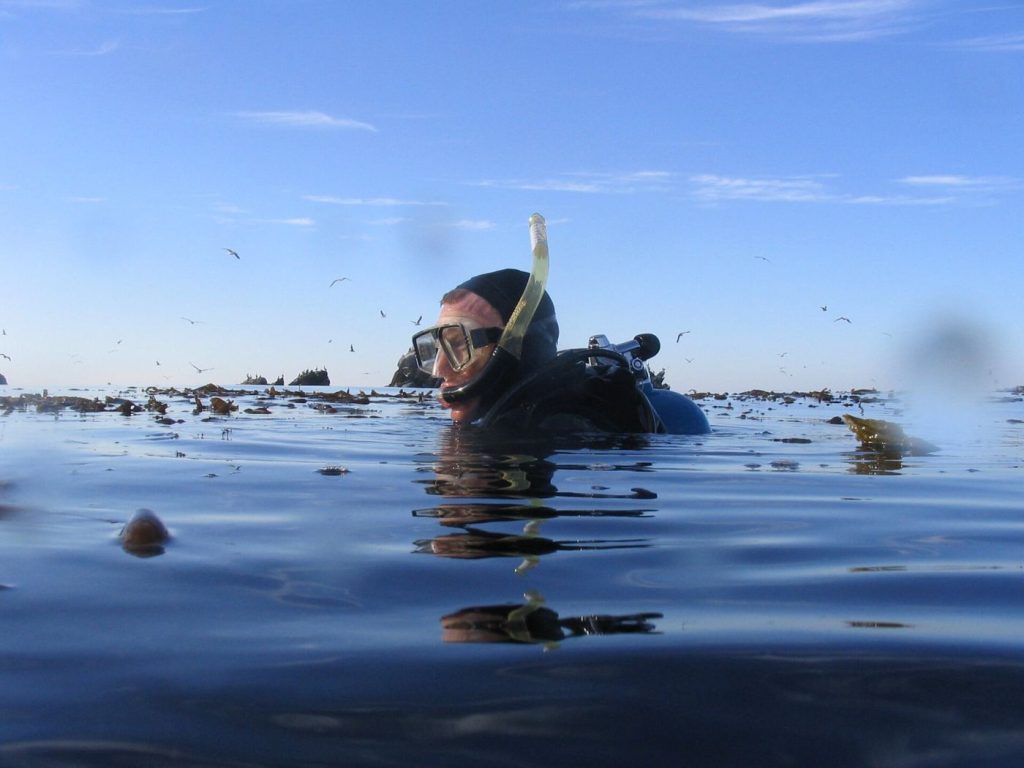 Kelp Forest Restoration Trials Show Promise Along Coastlines diver swimming through a tall kelp forest underwater